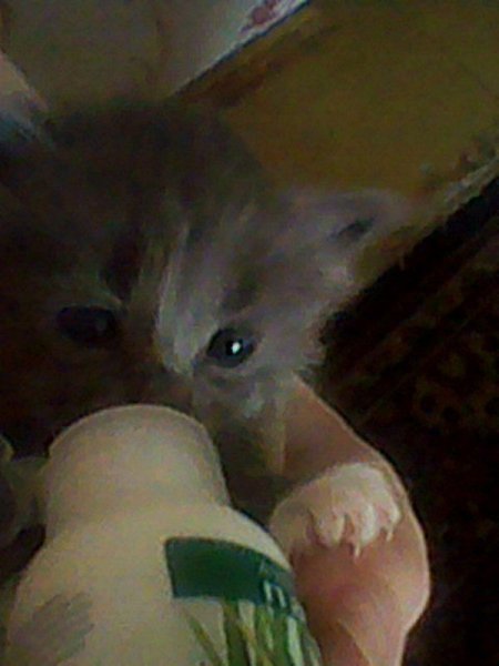 #Безкота_добро.Нашли на помойке,даже кушать ещё сам не умел)выкормили,вырастили,вот такую красавицу.