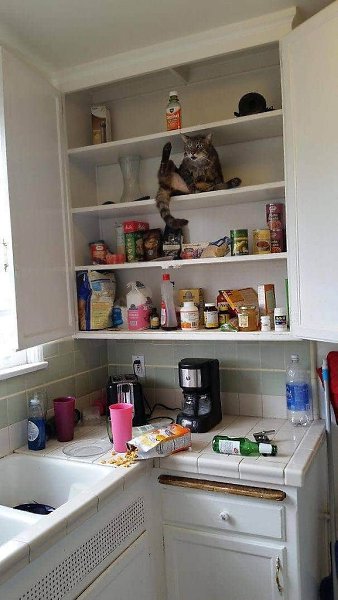 CATS OF ALL - 26  2018  21:39