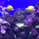 ���� Lidiya, ������, 62 ���� - ��������� 12 ����� 2018 � ������ ���� ����������