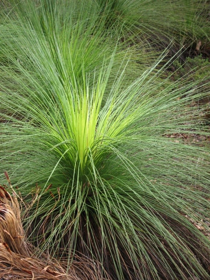 �������� ������ ���������� (Xanthorrhoea Grass Trees). ��� ������� ���������� �������� ������� ... - 17