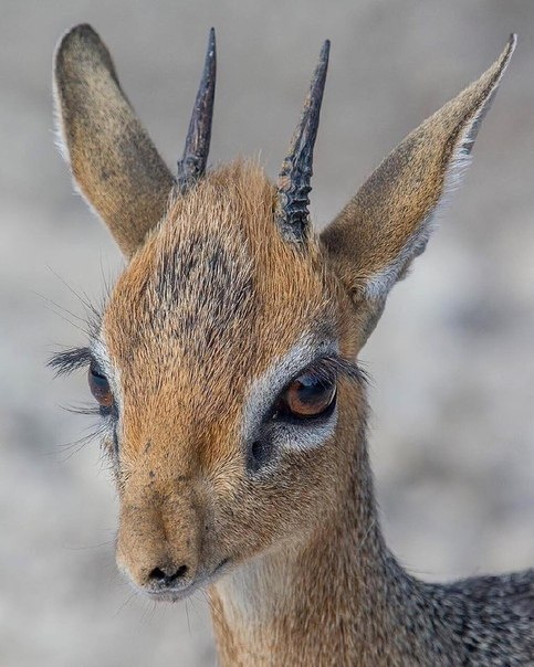 Etosha National Park, Namibia