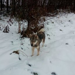 ����, ��������, 38 ���