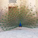 ���� Mamur, ���������, 42 ���� - ��������� 10 ���� 2018