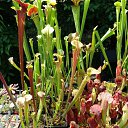 ���� Raisa, ������ - ��������� 3 ���� 2018 � ������ ������ ��������