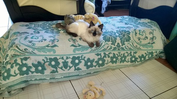 #Безкота_добро.Раз тут уже заговорили о гималайских)Котю нашли на мусорке. У месячного котенка было ... - 5