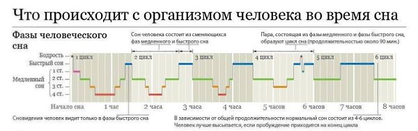 Что происходит с организмом человека во время сна?