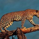 ���� �������, �����������, 37 ��� - ��������� 12 ��� 2018 � ������ ���� ����������