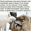 ���� Amarok, �������, 45 ��� - ��������� 21 ������ 2018 � ������ ���� ������