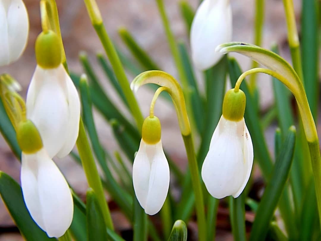Snowdrops #snowdrops #flowers #spring #nature #snowdropsloves #snowdrop #wedding #naturephotography ...