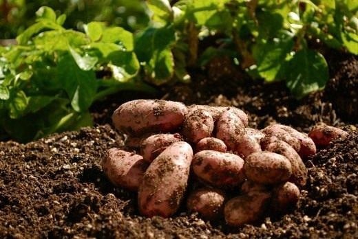 9 СОВЕТОВ ПО ВЫРАЩИВАНИЮ КАРТОФЕЛЯ. .1. Чем меньше клубень картофеля, тем крупнее он дает клубни, и ...