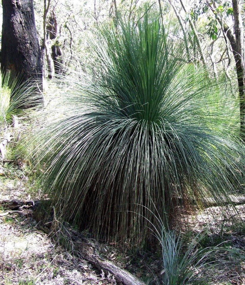 �������� ������ ���������� (Xanthorrhoea Grass Trees). ��� ������� ���������� �������� ������� ... - 19