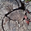 ���� �������, ��������, 41 ��� - ��������� 6 ���� 2018 � ������ ���� ����������