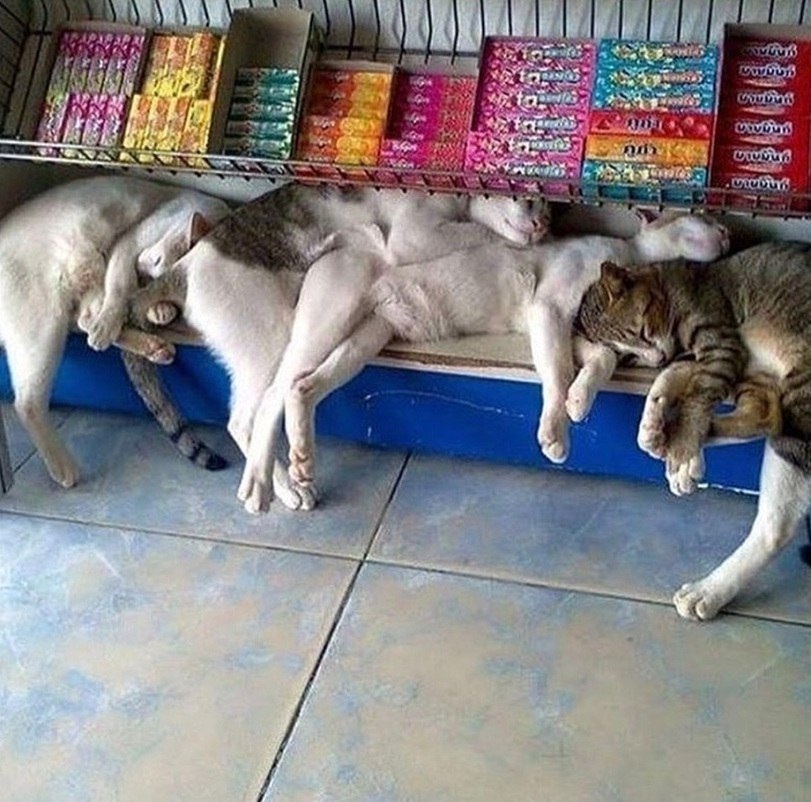 Жвачку и парочку котиков, пожалуйста