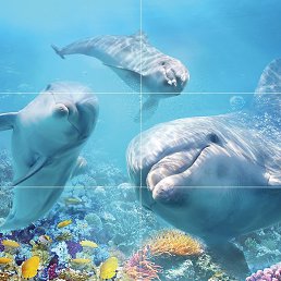 ���������, ������, 40 ���