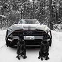 ���� Wolf_ghost, �����-��������� - ��������� 22 ��� 2018 � ������ ���� ����������