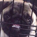  Jingle, -, 24  -  19  2018    