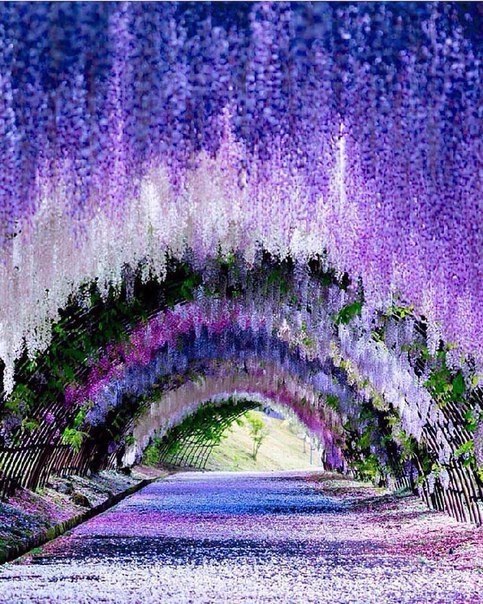 Wisteria Tunnel, Kawachi Fuji Gardens. Japan.