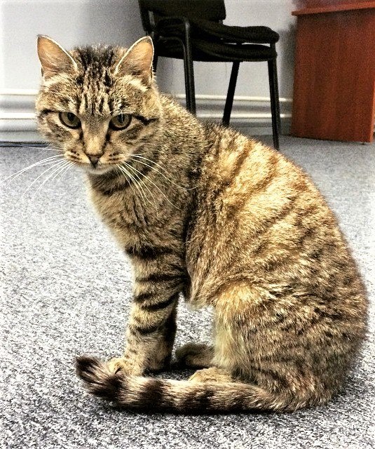 Meow  !     ,      63  ...