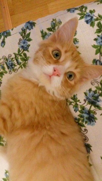 #Безкота_добро.Вот такого сладкого