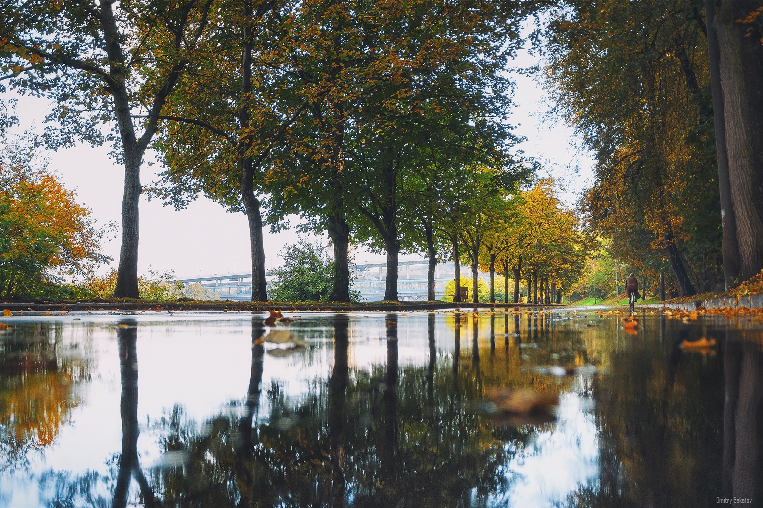  ,     :) #fall #autumn #colors #yellow #sony #alpha #citylife ... - 6