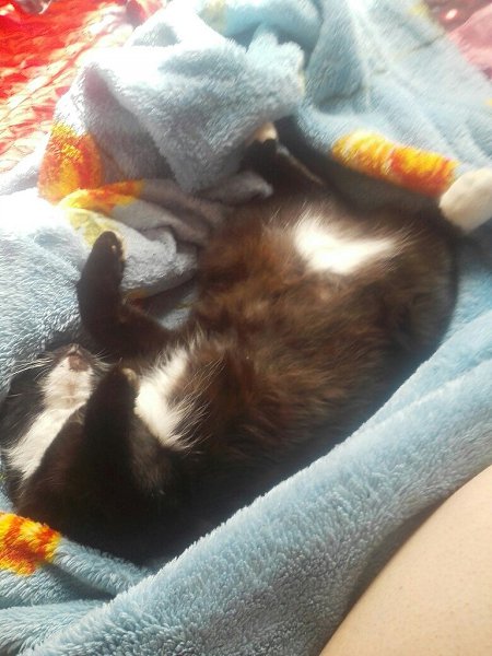 #Безкота_добро.И я хочу поделиться историей нашей котейки) зимой пришел под двери котенок, нагло ... - 5