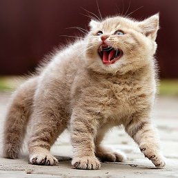 Without A Name, ���������