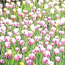 ���� ��������, ���������� - ��������� 30 ������ 2018 � ������ �the flowers and the sky�