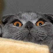 ������, 21 ���, �������