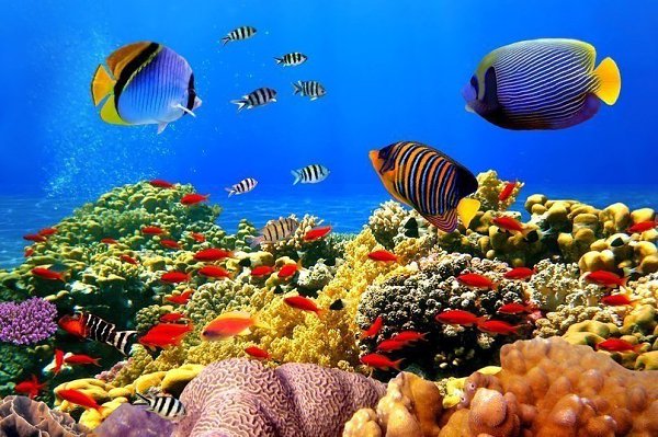 Красное море — самое молодое, самое соленое, самое красивое и самое богатое. - 2