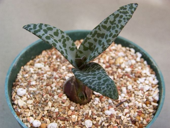 . (Scilla)   ,     ,  , ... - 3
