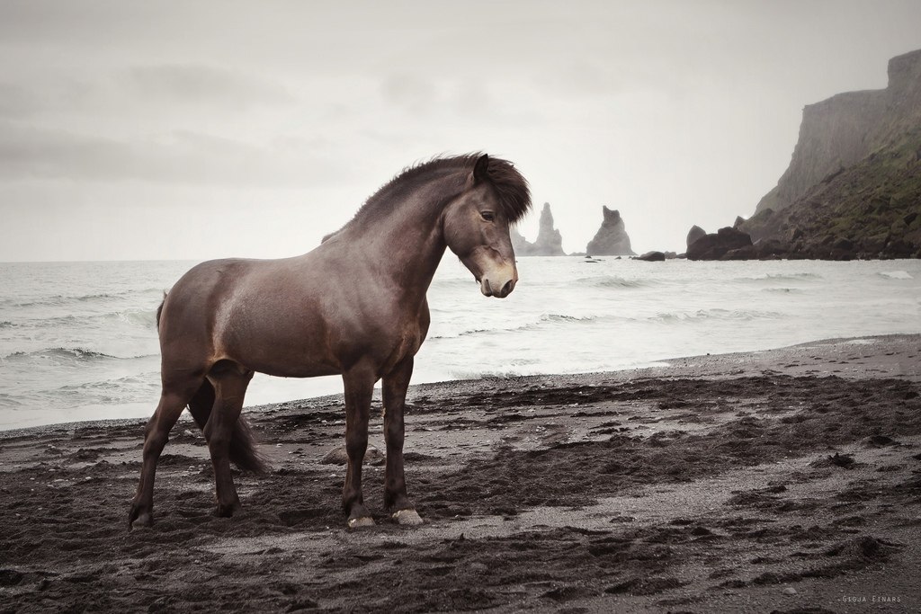 Icelandic horses - 9