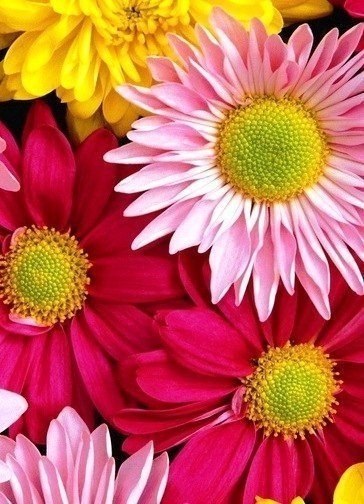 Нет девушек, которые не любят цветы, есть мужчины, которые так считают - 5