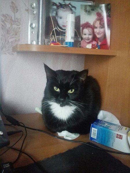 #Безкота_добро.И я хочу поделиться историей нашей котейки) зимой пришел под двери котенок, нагло ... - 6