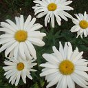 ���� ������, ���� - ��������� 25 ������ 2017 � ������ ���� ����������