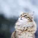 ���� ���, �������� - ��������� 30 ������ 2017 � ������ ���� ����������