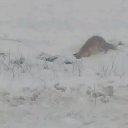 ���� Algimantas, ���������, 51 ��� - ��������� 3 ������ 2018 � ������ ���� ����������