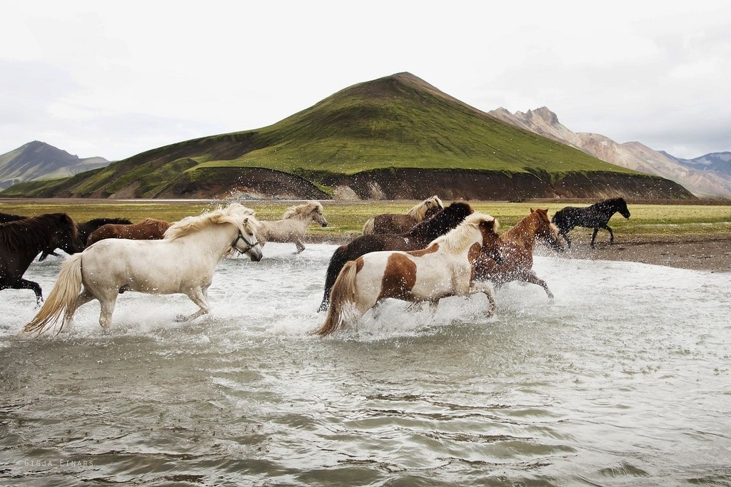 Icelandic horses - 7