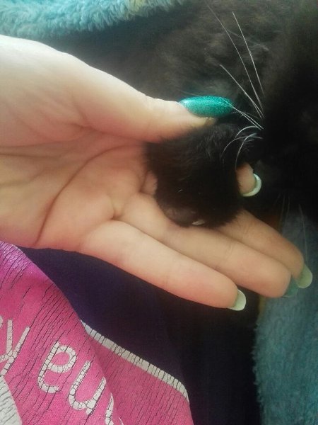 #Безкота_добро.И я хочу поделиться историей нашей котейки) зимой пришел под двери котенок, нагло ... - 3