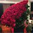 ���� Nara, ������ - ��������� 20 ������� 2018