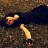 ���� ***Runa***, ��������, 38 ��� - ��������� 24 ���� 2018