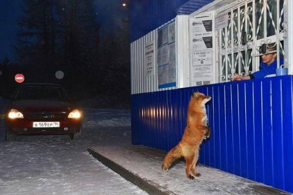 — Колобки свежие? — Не очень. — Сыр? — Кончился. — Тогда дайте спичек.