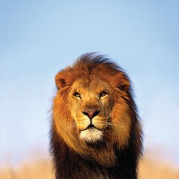 Ivan, ����, 44 ����