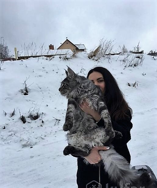 https://fs-play.com/away?to=/sl/YaB   - .89057429907.# #- #mainecoon #- ...