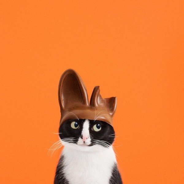 Это Принцесса Чито. Ее профиль в Инстаграме (princesscheeto) круче, чем у большинства ... - 6