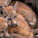 ���� �����, ������� - ��������� 29 ������� 2017 � ������ ������ ��������