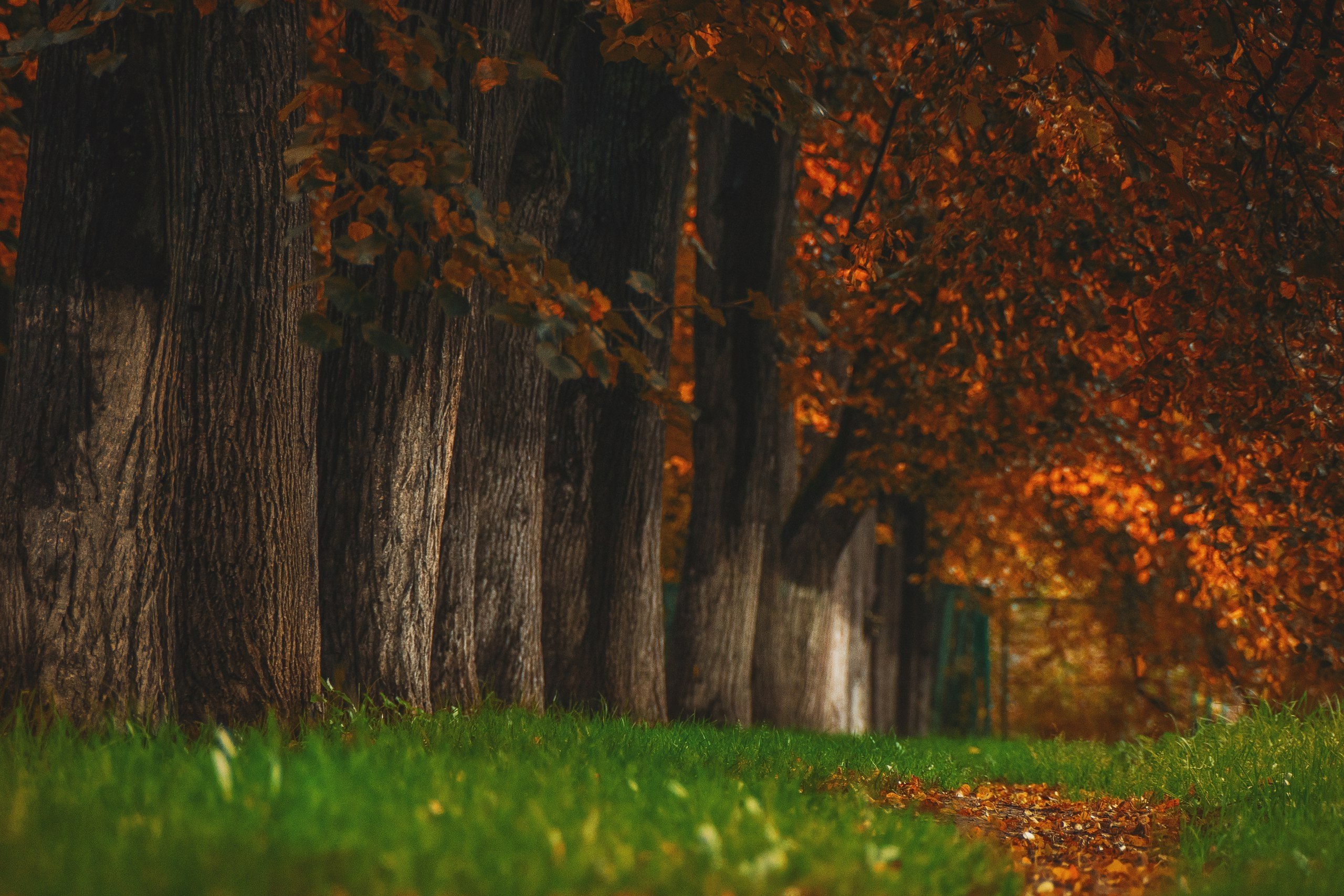  ,     :) #fall #autumn #colors #yellow #sony #alpha #citylife ... - 8