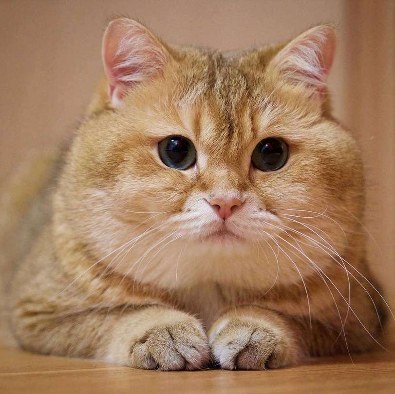   ,  : - 2