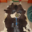 ���� Z�����v, �����-��������� - ��������� 9 ������� 2017 � ������ ���� ����������