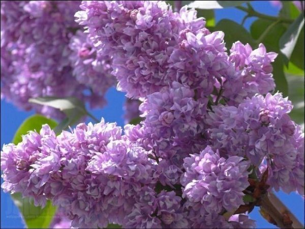 Чем пахнет Сирень? – Счастьем!!! Ведь ее аромат витает воздухе, пленяя взор своею красотой. А вы, ... - 4