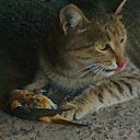 ���� �������, ���������� �����, 38 ��� - ��������� 21 ������ 2018 � ������ ���� ����������